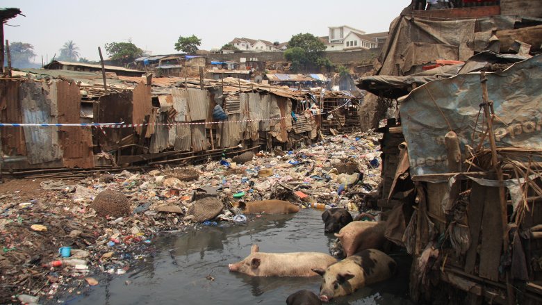 Pigs picking through mass waste produced due to quarantine in Moa Wharf, a slum in Freetown, Sierra Leone during the Ebola Crisis
